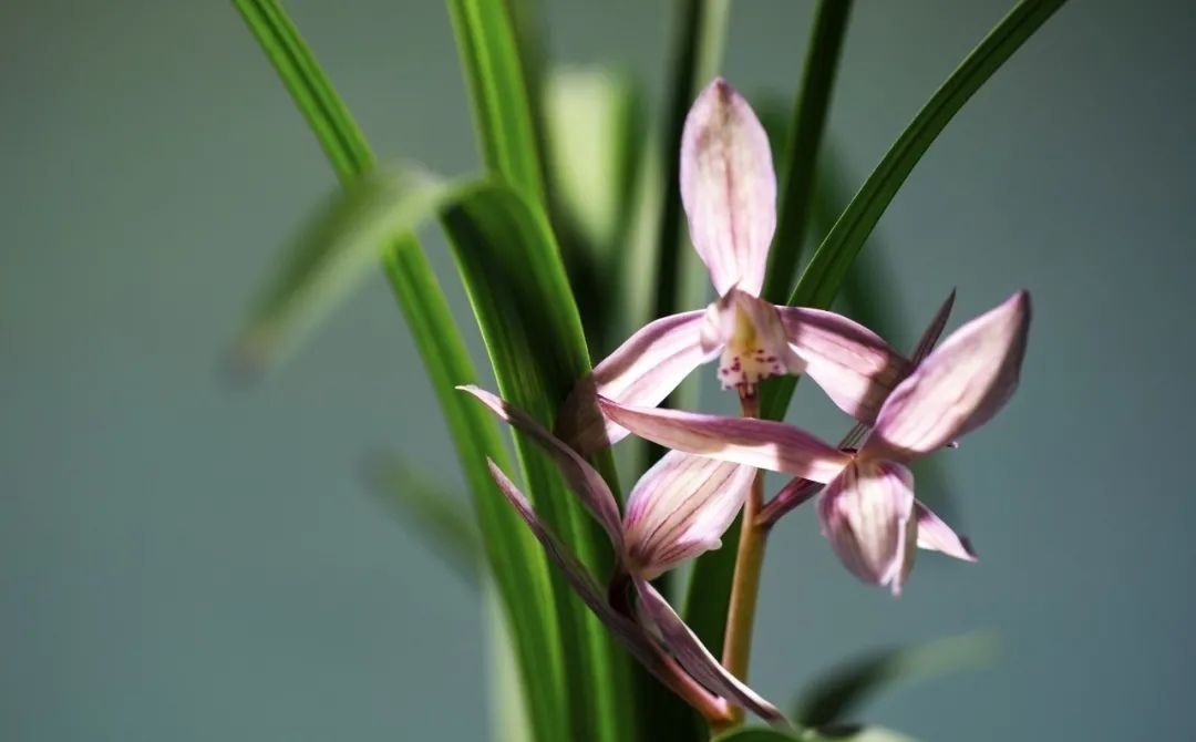 安禄山&《唐诗三百首》第一首,读懂了最后两句,你就再也不迷茫