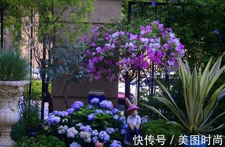 三角梅|120㎡别墅花园改造,经过三年的努力,小院从荒地到花开满园