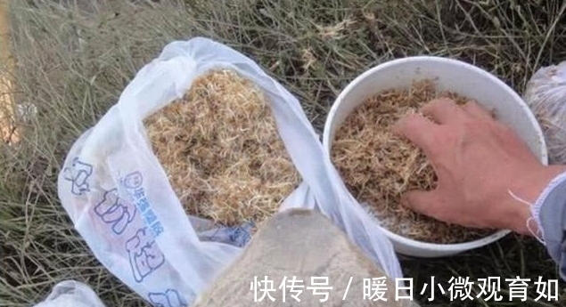 用这个土方法钓鱼，一次钓了十几条大鲤鱼大草鱼，高手在民间啊