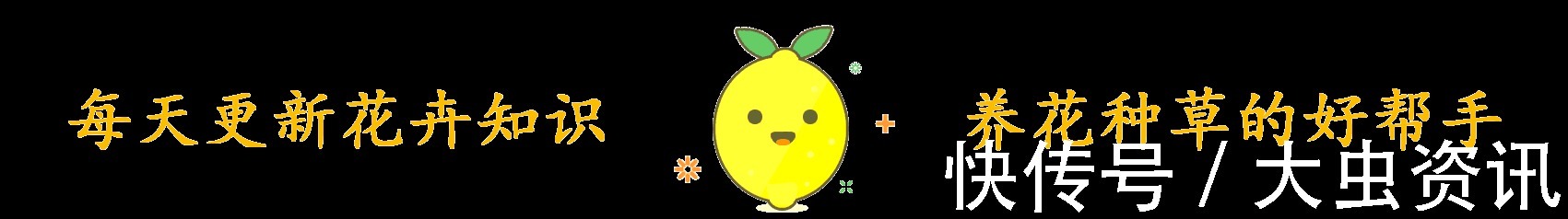 阳台养什么花?4种小盆栽真不错,开旺了满阳台爬