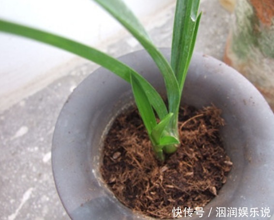 兰花|兰花怎么换盆呢不会没关系，老花农手把手的教给你