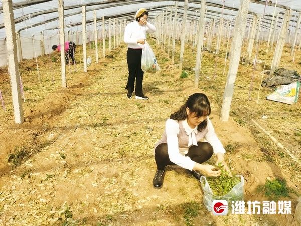 荠菜炒鸡蛋|走，挖荠菜去！品尝春天的味道