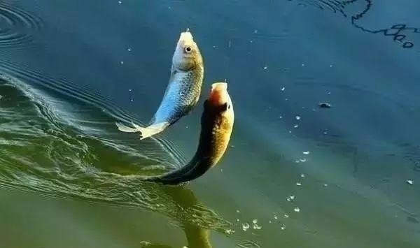 下面3种情况,钓鲫鱼是不能钓底的;不信的话,你可以试试