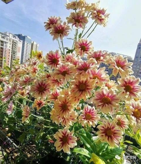 反季节|花市买花，别轻易“入坑”，这4种情况的花，再好看也别买