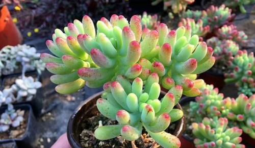 养了两棵乙女心，一棵放室内，一棵放露台，长势区别很大