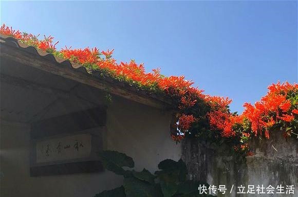 院子里养棵“它”，3年爬满墙，冬天开花太漂亮，邻居纷纷跟着养！