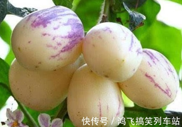 可湿性粉剂|具有改善睡眠,缓解疲劳的人参果,果农想获高产人参果,只需五点