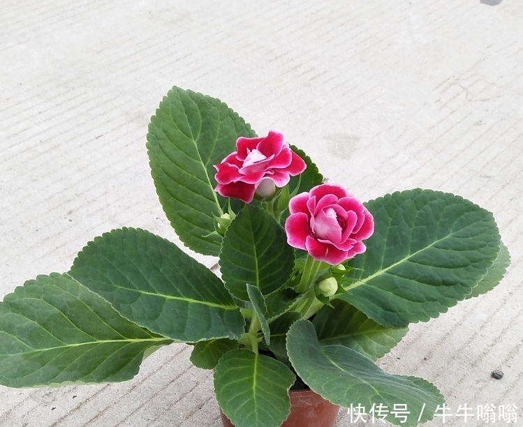 花朵|农村一种美丽的花朵，城里卖15元一盆，插杆就能活，好看又好吃