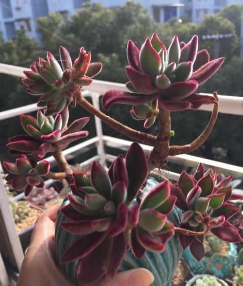 1种“耐旱”多肉，美而不娇气，好养易爆盆，阳光一照就上色