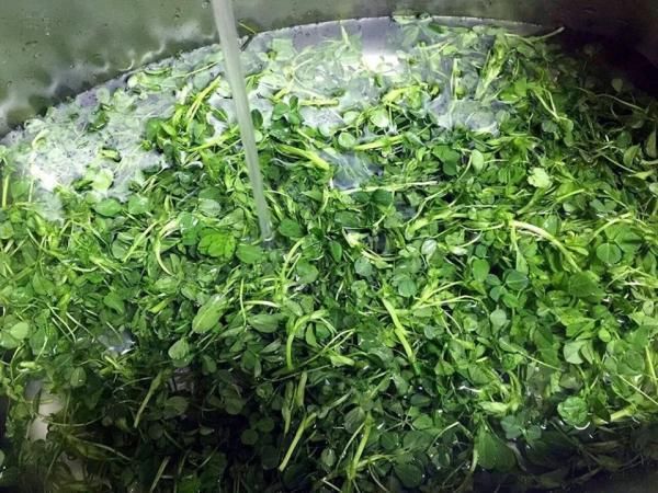 给青团上色绝非艾草的独门绝技，名菜“草头圈子”的主角也可以