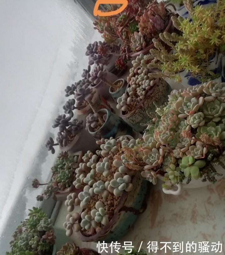 养多肉的心情说不清,都在照片里了