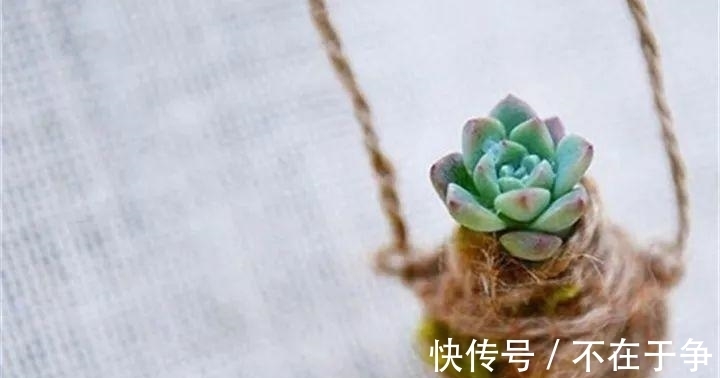 白美人|“拇指大”的花盆，被她塞了几十棵多肉，养一年都不是事！