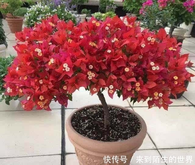 剪个枝条,插土里,开花200天,坐在家里赏花,太值!