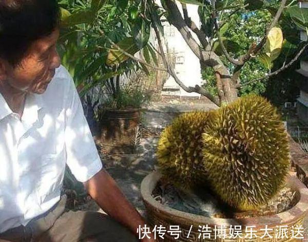 水果|3种“吃不起”的东西,捡“1颗”种子扔盆里,长成小树,结果能吃