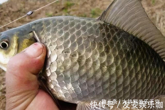 工程鲫的“哭泣”,满肚子鱼卵啥也生不出,为何钓不光吃不绝?