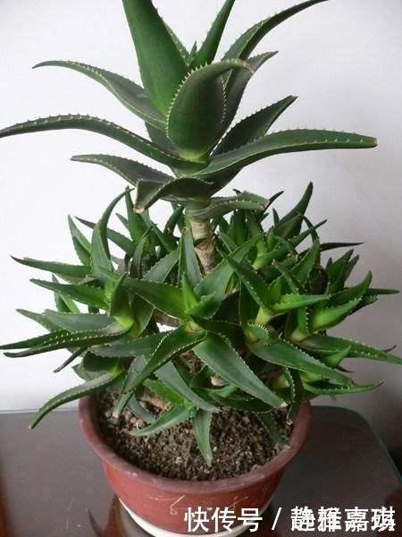 养芦荟记住此2点,叶片肉厚发光,嫩芽多的挤裂花盆