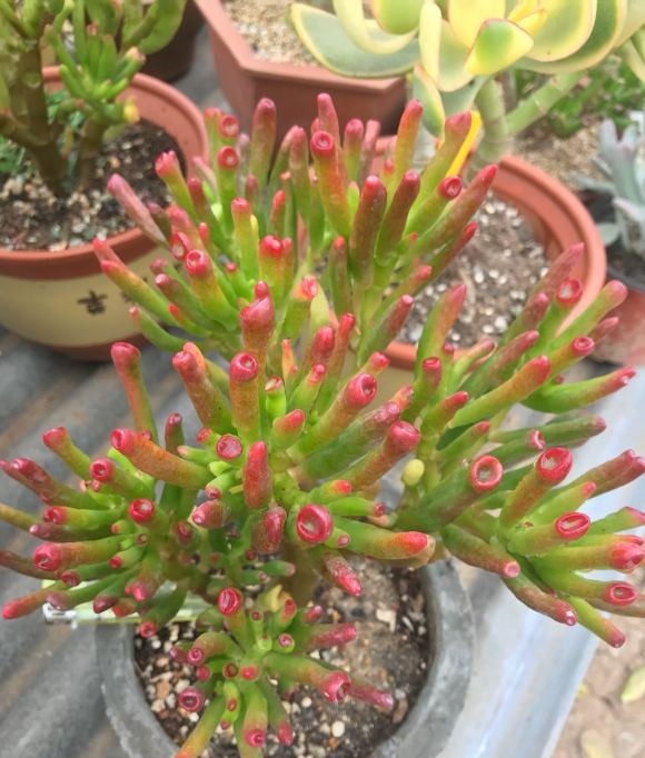 颗粒肥|能“吸财”的多肉,养盆吸财树,肥水不要少,半年养到手臂粗