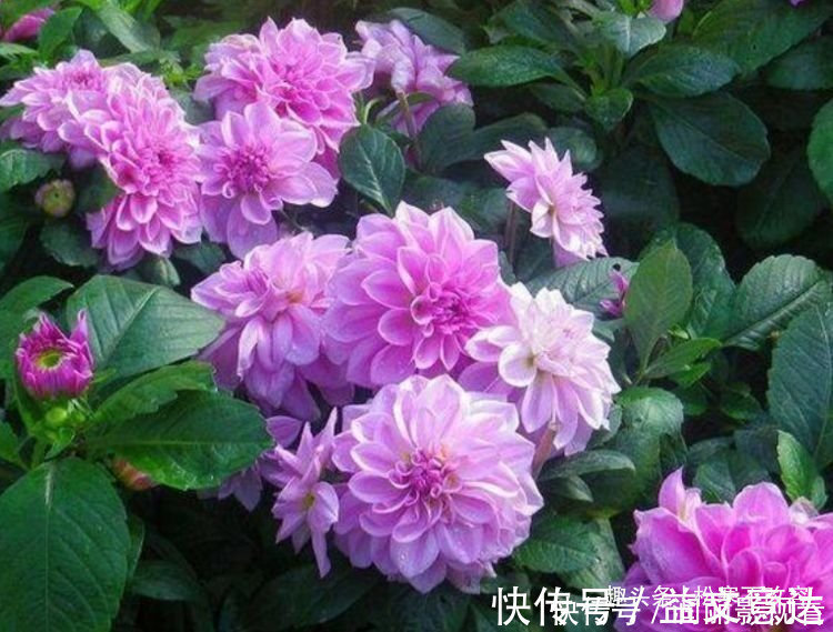 白兰花|开花最香的几种花,家里养一盆,花开不断,还能旺财!