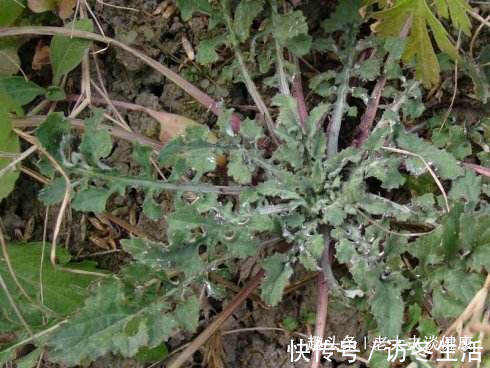 泥胡菜|提个醒在路边遇见这种野菜，一定要拔回家，现在知道还不晚！