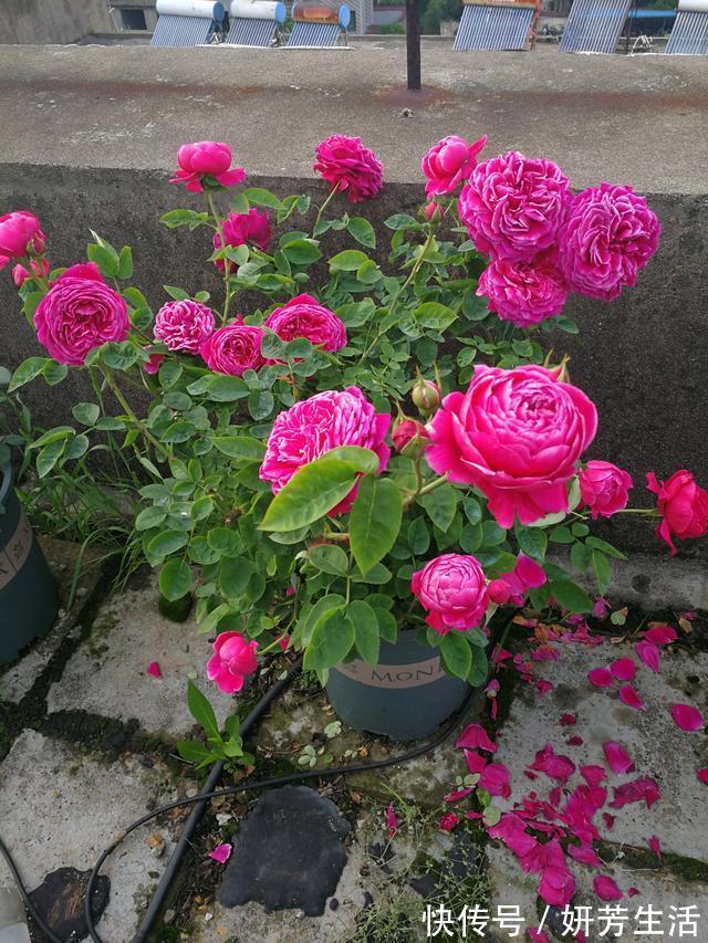 此款盆栽植物，花朵像牡丹，又美又香，四季都开花，很值得栽种
