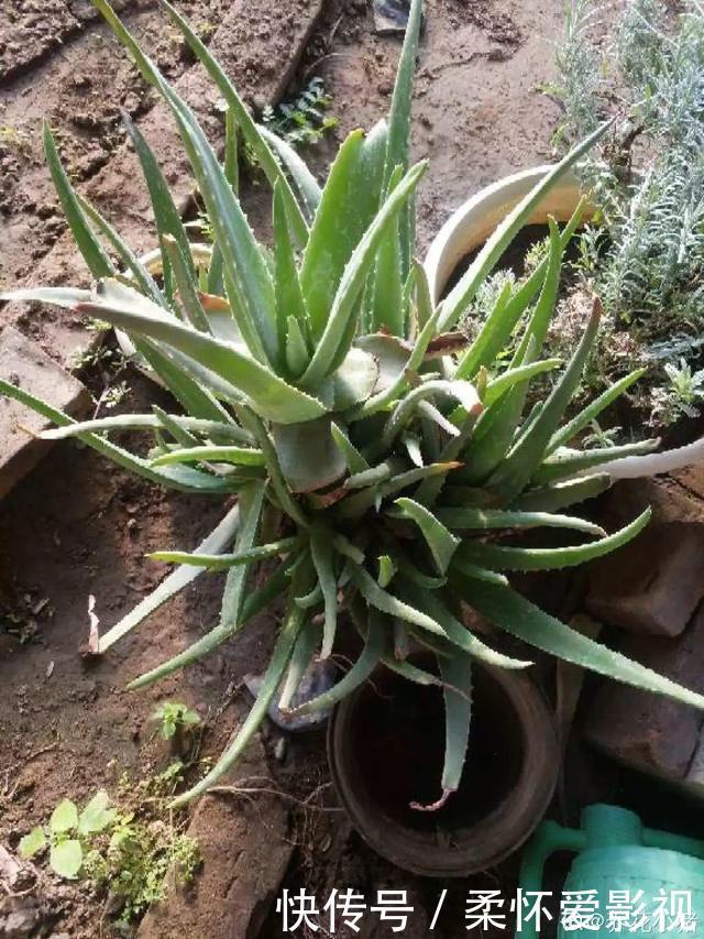 这10种耐旱花，2个月不浇水，叶子反而绿油油