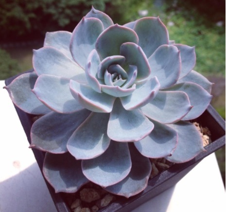 此款景天多肉,好养又易成活,一盆繁殖多盆,胖嘟嘟的超可爱