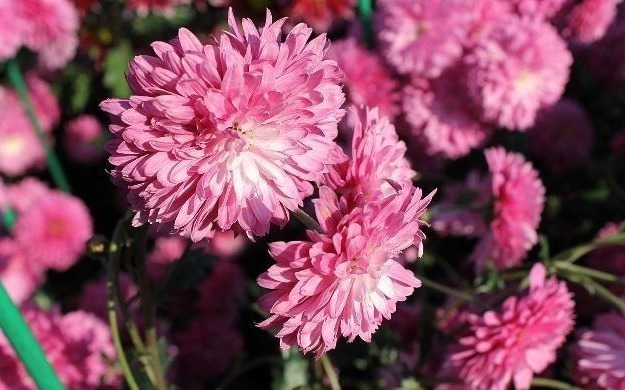 唐诗$宋诗里不容错过的一首咏菊诗,宁可枝头抱香死,何曾吹落北风中!