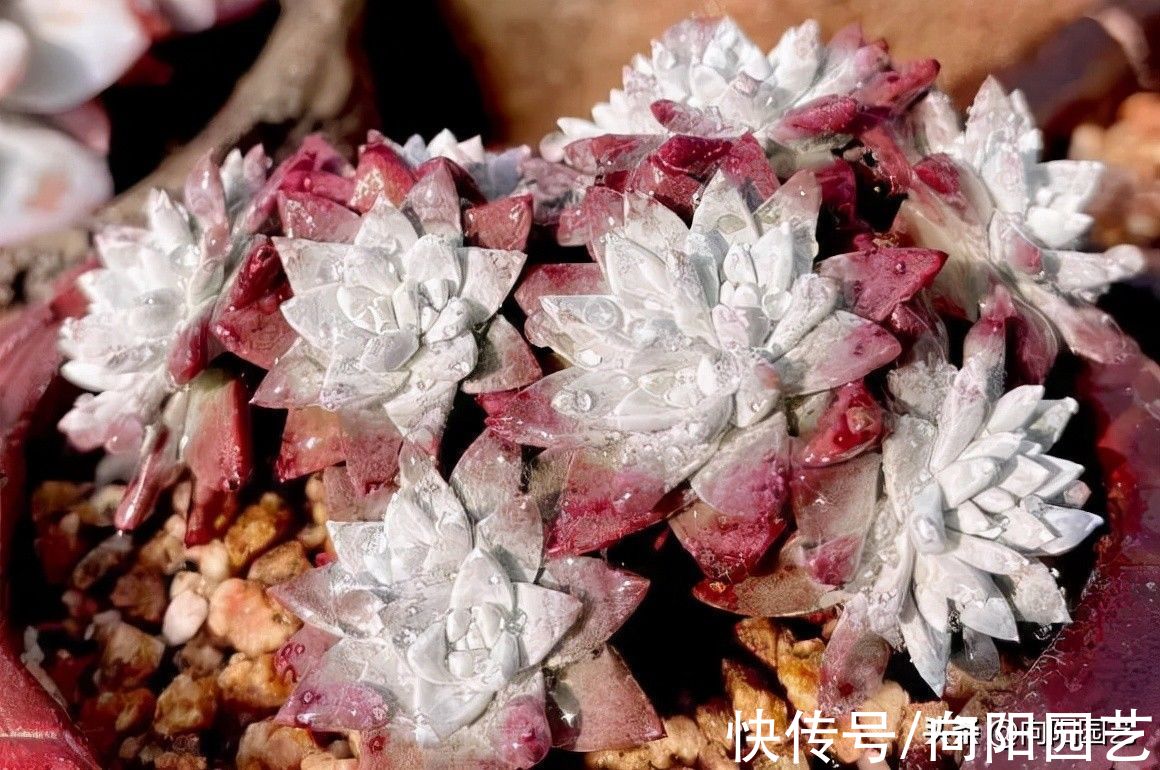 ?开春养多肉,你准备好了吗?学会“懒养法”,肉肉养不死