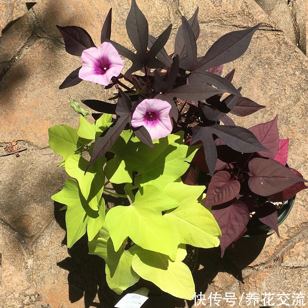 叶色|叶色丰富的观赏红薯，适合养成盆栽，开的喇叭状花朵很罕见
