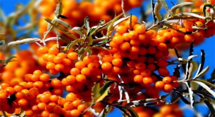 张医师|想身体变好,秋天多吃的食物,预防早衰,改善便秘,越吃越年轻