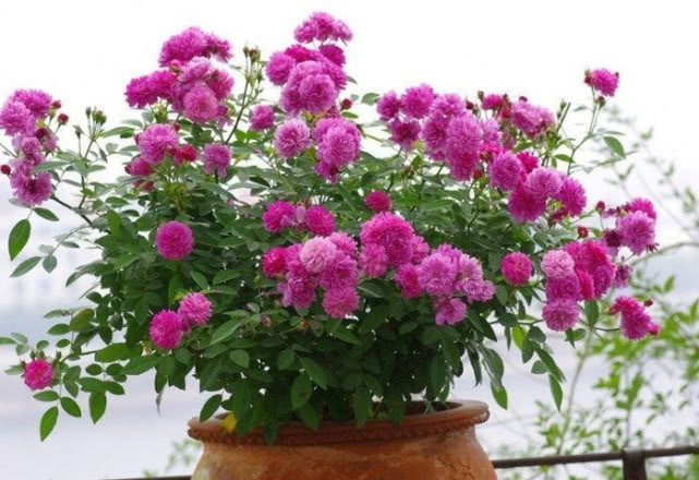 一盆能开100朵,它最易“爆花”,1年4季都能开,十分壮观