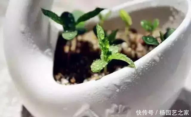 发芽的胡萝卜,吃剩的水果核都别扔,一周让家里长满绿植