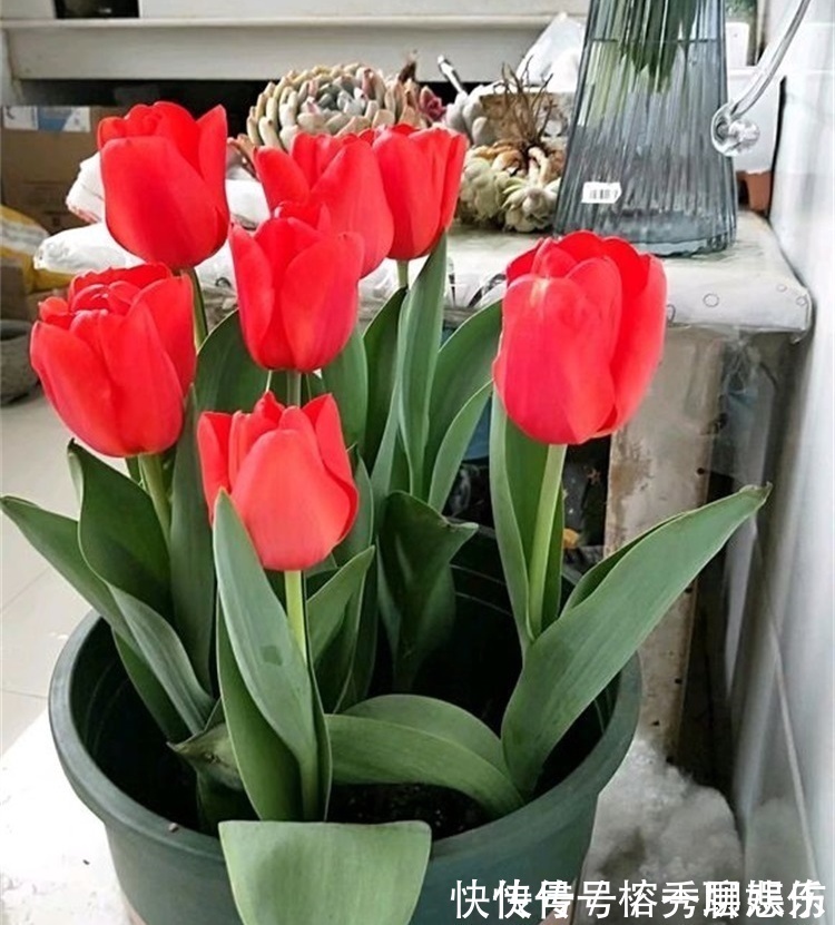 生物碱|四种不宜养在室内的花,长得好看,却带毒,尽量别养在室内