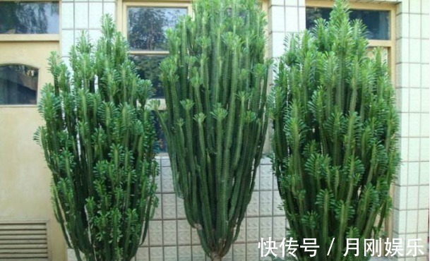 再丑也要养的“镇宅花”!有钱人家都有,招财又进宝,寓意满满