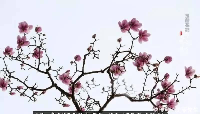 多肉——入了我的时光画卷！