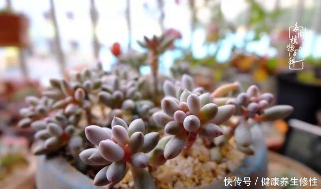 冬季,属于多肉的季节!养多肉的你喜欢冬天吗!