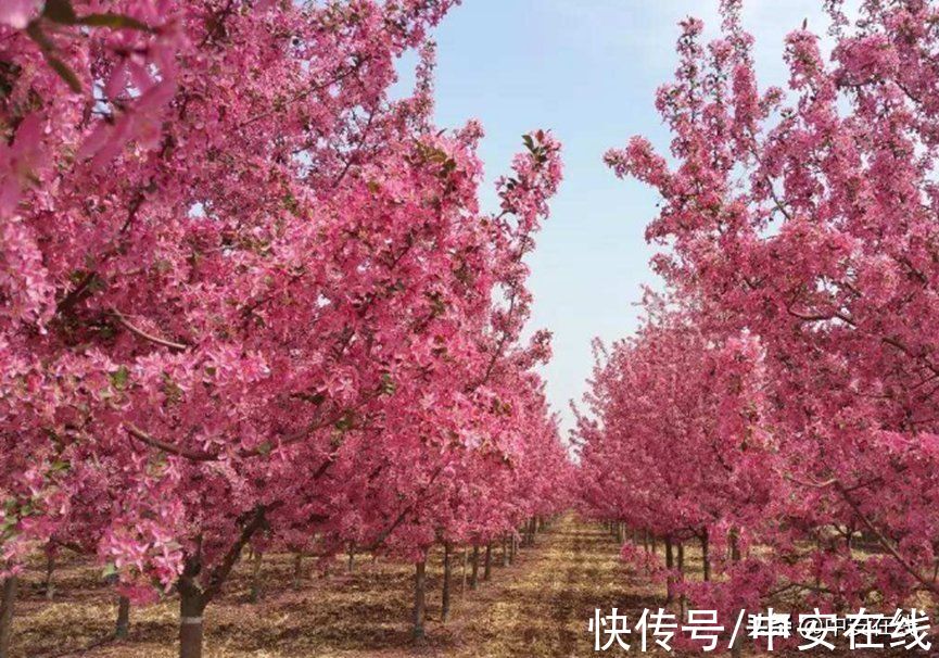 花瓣|超美！阜阳全年“赏花地图”出炉！建议收藏→