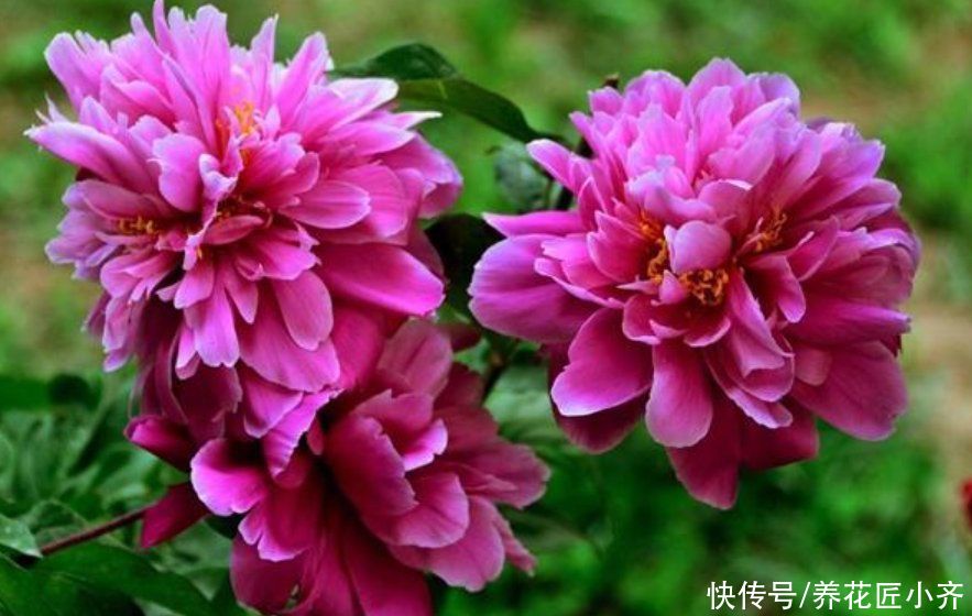 种花|北方花园必养的6种花，花大花多花期长，而且好养又耐寒