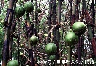 价钱|见过竹子开花么?这种竹子100年开花一次,果实价钱十分昂贵