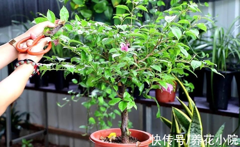 植株|四种“漂亮花”，春天“大修剪”，新芽长得壮，开花多