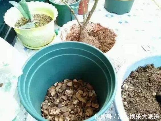 养花还买花肥家里的此几样“垃圾”扔盆里,植物叶油绿、开花艳