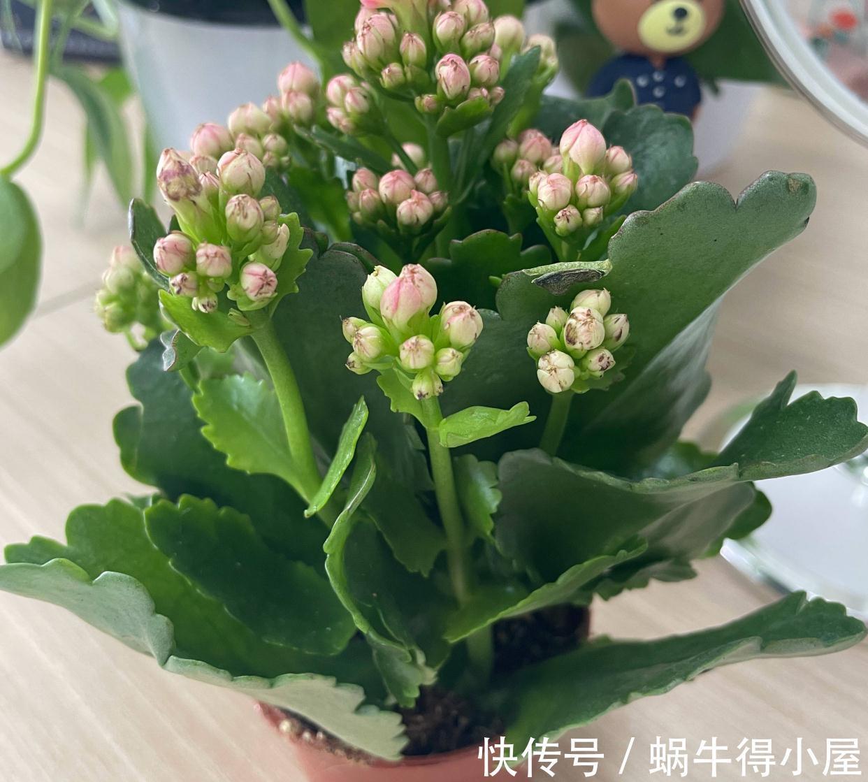 长寿|秋天阳台养一盆花,株型小、花量大、花色多种,喜庆美观好养