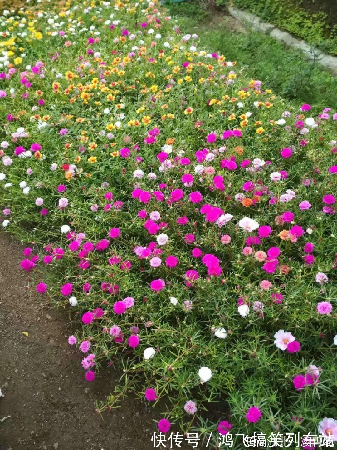 太阳花|养到烦人的花,盆都不够用,扔掉还很心疼