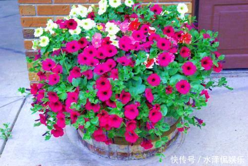 小铃|这种花堪称开花机器，随便一养就开出一大盆，阳台快装不下了！