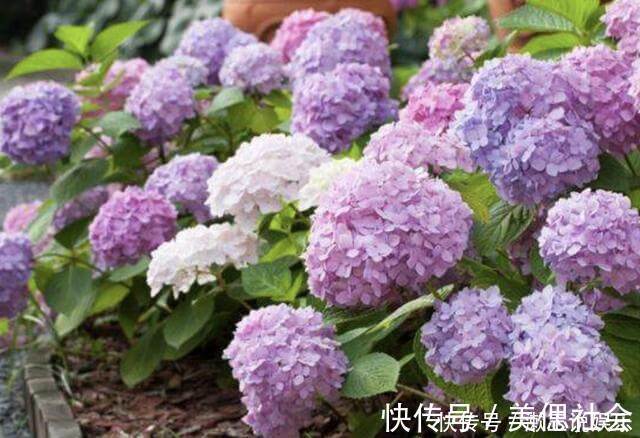 米兰花|温度达到“30度”,2种花还能“扦插”,留下枝条插土里,冒根系