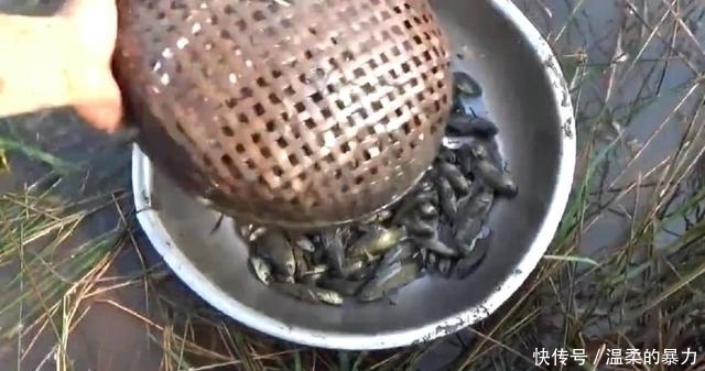 现在还有这种农田？扒开草皮，烂泥里一群野鱼，轻松抓一盆