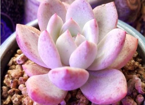 多肉新手入坑,这几款多肉易爆盆还好养,呆萌可爱还耐养