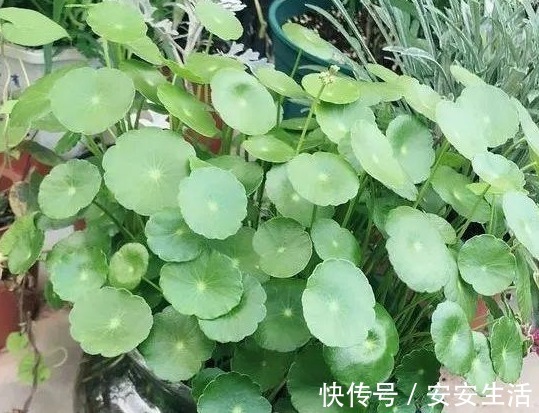 家中养这“4种花卉”,自带“财气”,有钱人养家里都养一盆