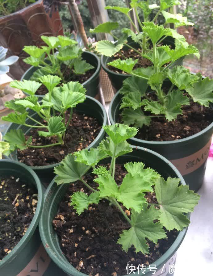 枝条|冬天“扦插”4种花,正是好时机,生根快,成活率高,容易的很