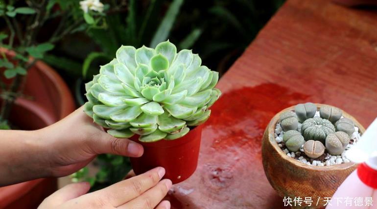 元气大伤|天热多肉不长个该怎么办?多透气、不施肥,不行就只能换盆土